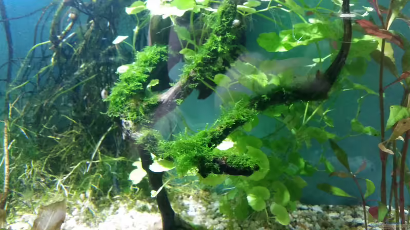 Wurzel mit Moos von Gigi (8)