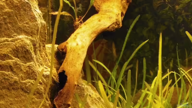 Wurzel mit Saugnapf an der Rückwandscheibe. von A. G. (5)