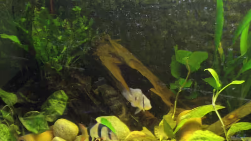 Wurzel mit Steinen und einem Bambusrohr von Alexander Beutner (13)