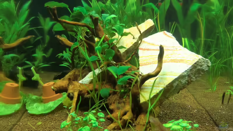 Wurzel mit Steinen zum Beschweren von Anna S. B. (12)