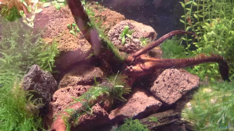 wurzel mit taiwan-moos von Timo Wünsche (6)