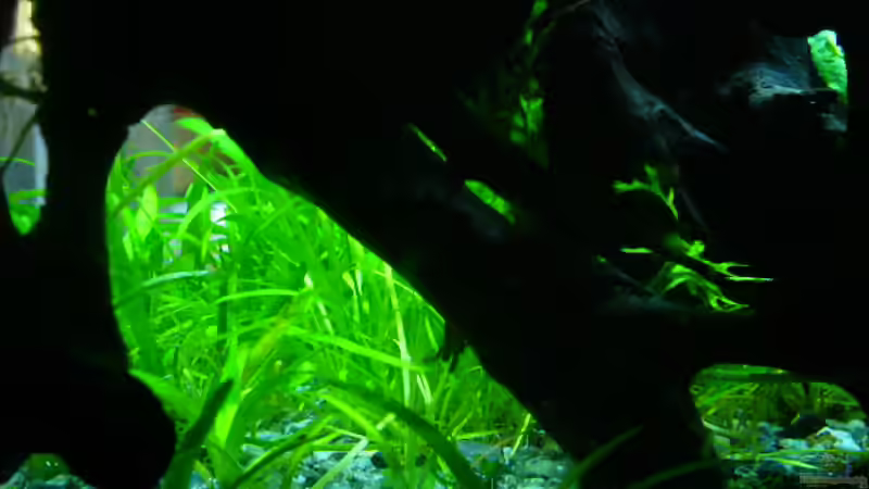 wurzel mit versteck möglichkeiten (photo von hinten) von Oliver Gursky (9)