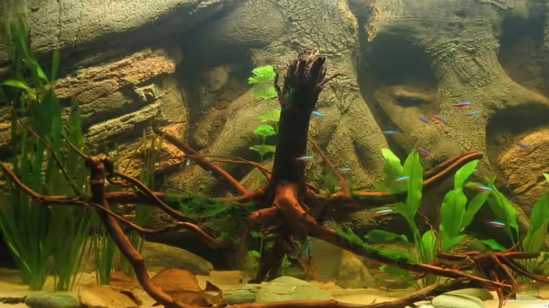 Wurzel mit Vesicularia Dubyana von Hubert Demonty (12)