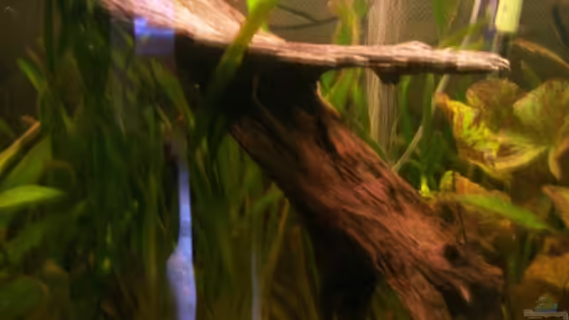 Wurzel mitte von Stefan Arenth (13)