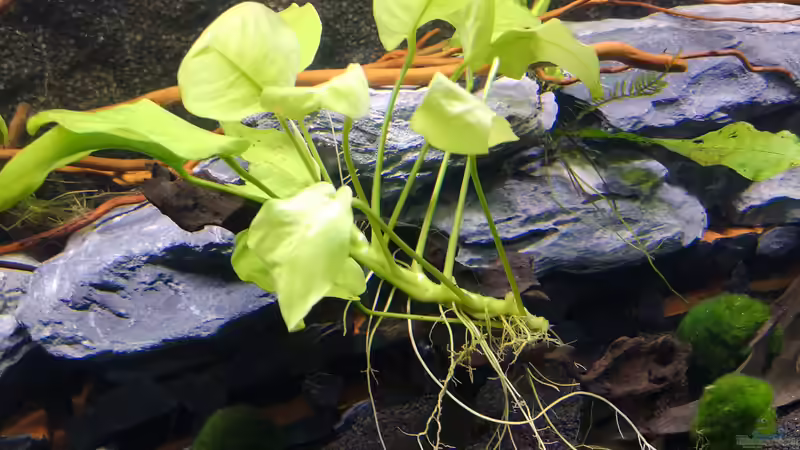 Wurzel mittig bepflanzt von Mark H. (34)