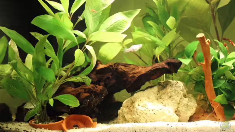 Wurzel nach links unter den Filter gesetzt von Strandberd (6)