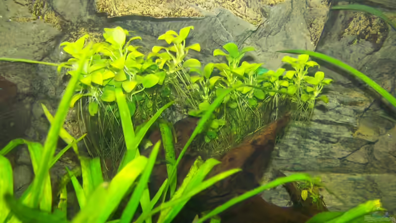 Wurzel nach mehreren Jahren von Silke (25)