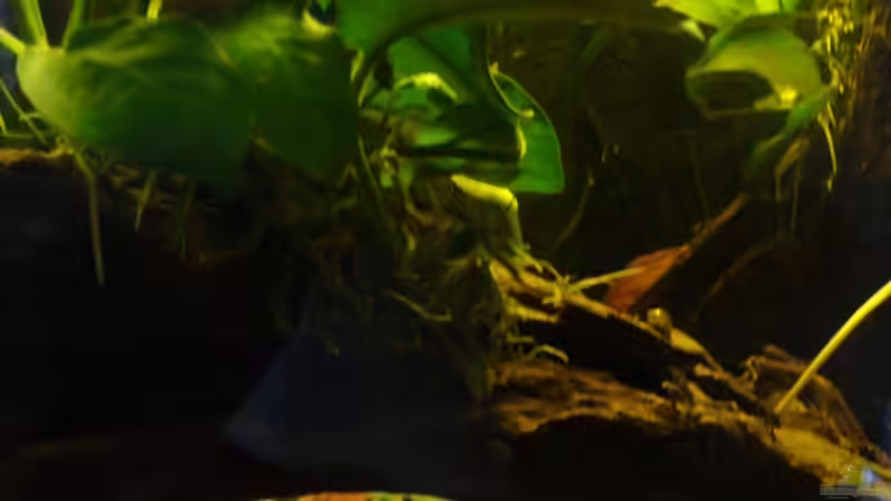 Wurzel Nahaufnahme von Marcel Becker (3)