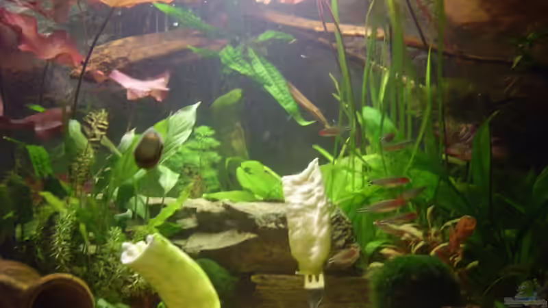 Wurzel (Name ?), die hinter aus der Ecke herausragt. Javamoos und Javafarn sind daran von Sandra Stoffels (19)