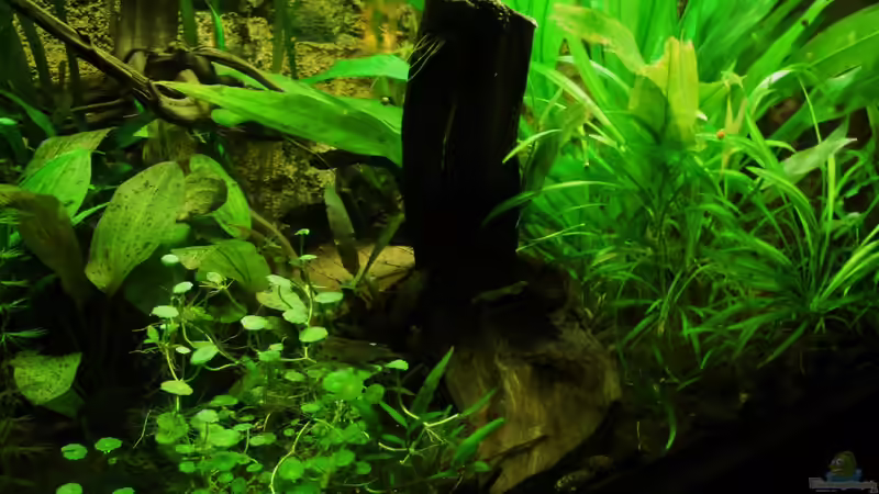 Wurzel No. 4 von Fischkopp83 (23)