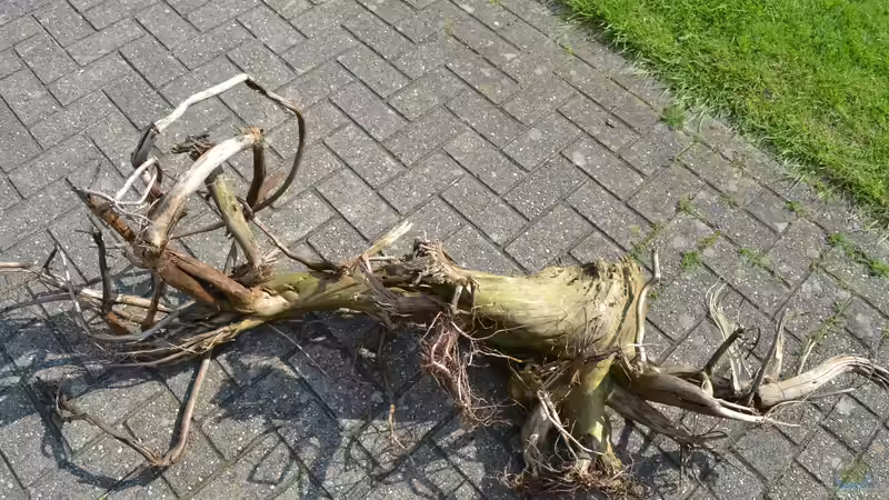 Wurzel Nr.6 wurde auseinandergesägt und befindet sich nur teilweise im Aquarium. von GGuardiaNN (49)