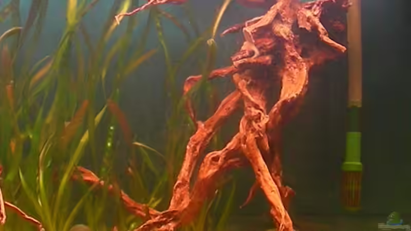 Wurzel rechte Beckenhälfte von Marvin Severin (6)