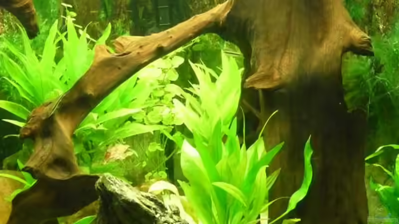 Wurzel rechts 01 von mihä (18)