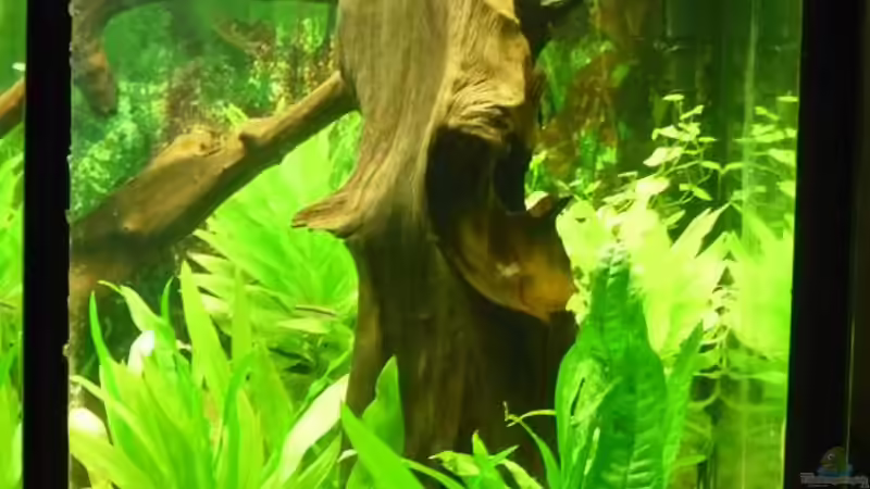 Wurzel rechts 02 von mihä (19)