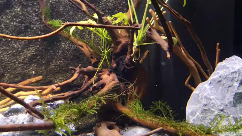 Wurzel rechts bepflanzt von Mark H. (35)