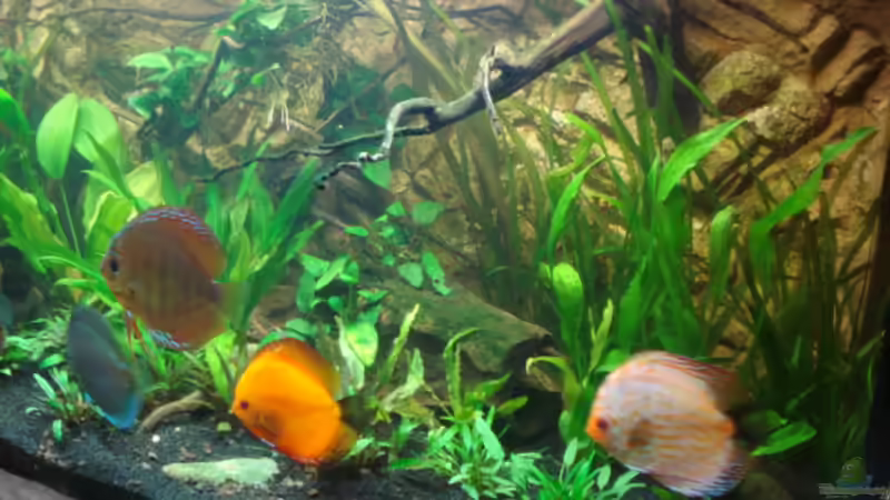 Wurzel rechts im Becken von matze70 (28)