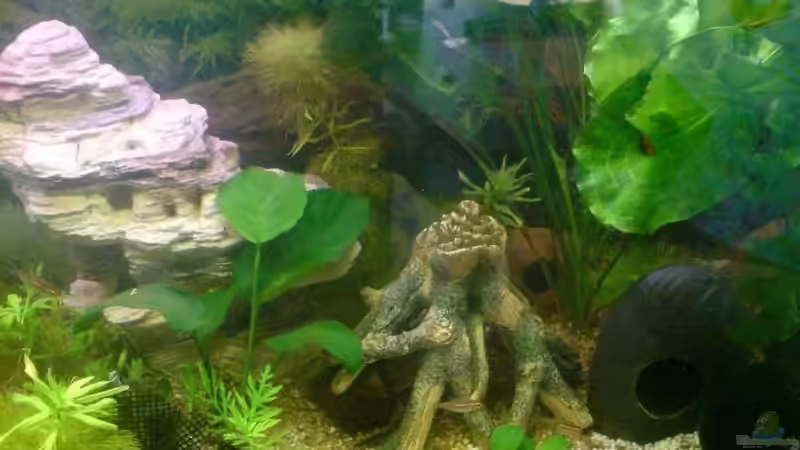 Wurzel Rechts von Achim Dengler (16)