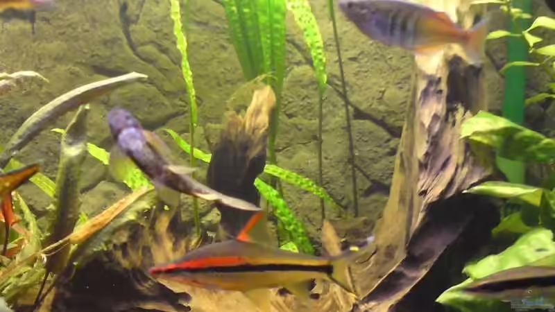 Wurzel rechts von Aquathor (9)