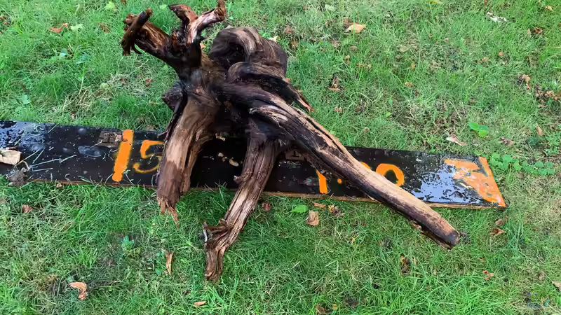 Wurzel rechts von Jonas B. (25)