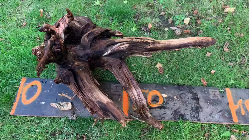 Wurzel rechts von Jonas B. (26)