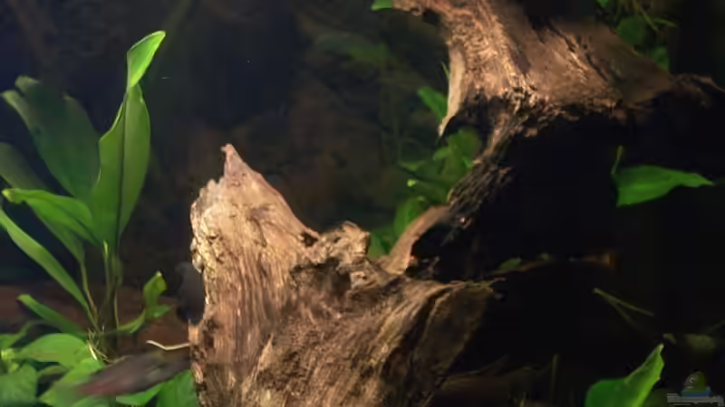 Wurzel rechts von Misanthrop (7)