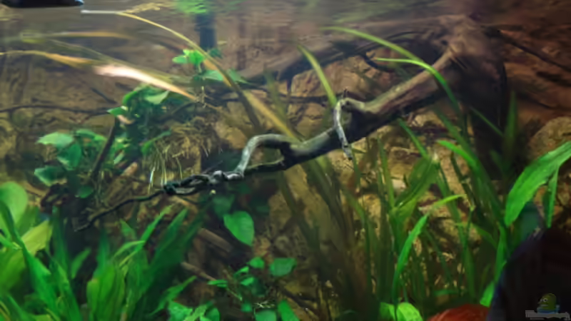 Wurzel rechts von oben ins Becken gehangen von matze70 (25)