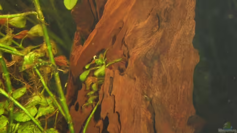 Wurzel rechts von Sabrina Plankensteiner (36)