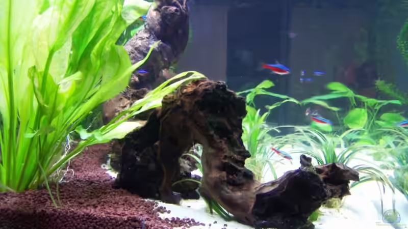 Wurzel seitlich von Stefan Danner (8)