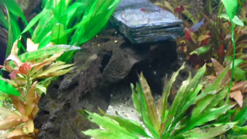 Wurzel so hingelegt, das es eine Höhle ergiept und mit einer Schifferplatte beschwert von FischfanAQ (12)