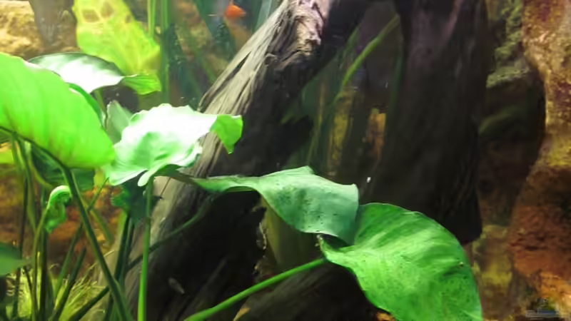 Wurzel Tonröhren von maxarl (22)