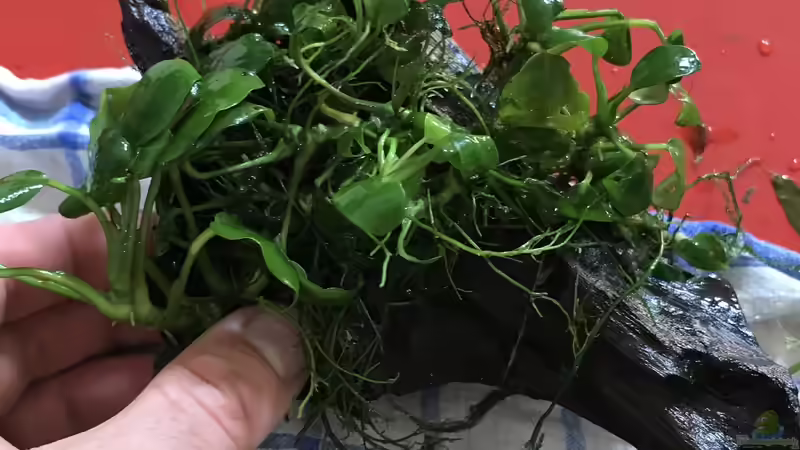 Wurzel überfüllt mit Anubia nana  von Günnis Medaka Refugium (16)