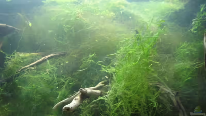 Wurzel überwuchert mit Moos (17.02.09) von Frank Förster (7)