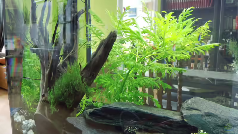 Wurzel und Brücke von Eifelwasser (4)