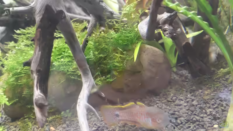 Wurzel und Höhle von der Seite von Glücksscherbe (16)