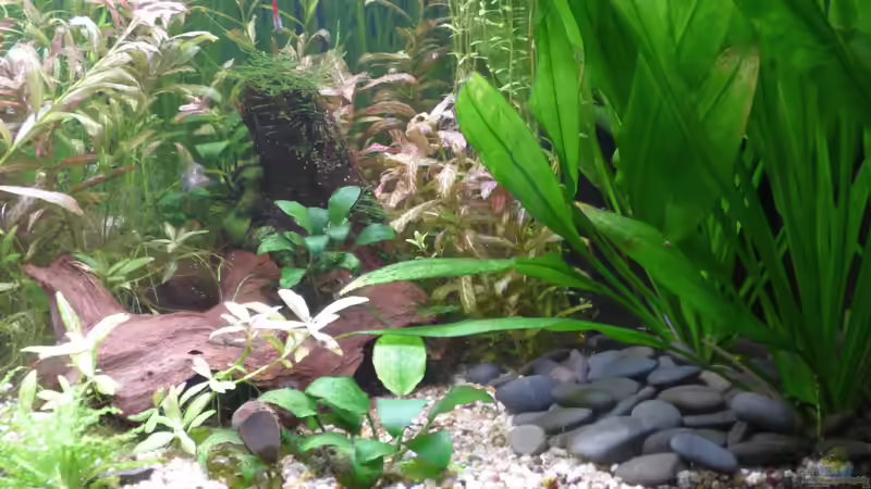 Wurzel und Kieselsteine von Stephy (26)