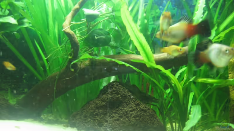 Wurzel und Lavastein von Henning Brinkmann (12)