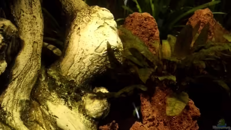 Wurzel und Lavasteine von snooze (9)