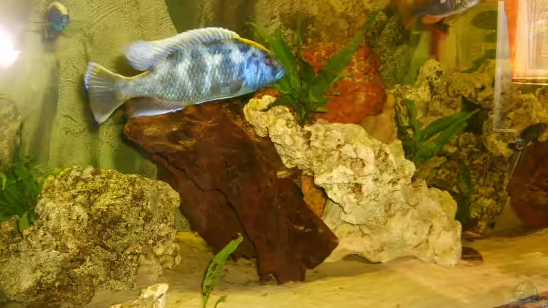 Wurzel und Lochgestein von Hollywood (8)