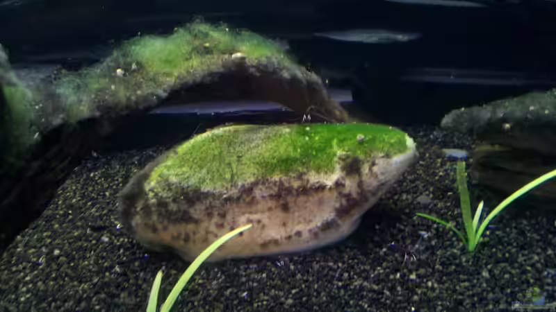 Wurzel und Stein mit Algen von Exoskelett-Fan (9)