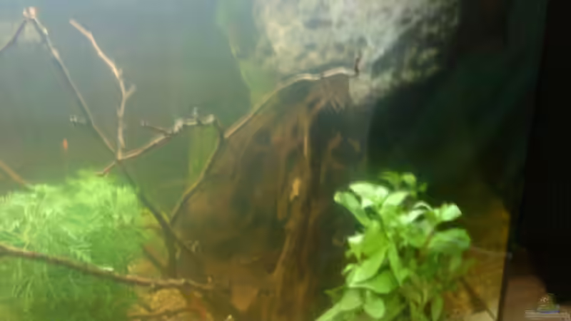 Wurzel und Stein von t-time (14)