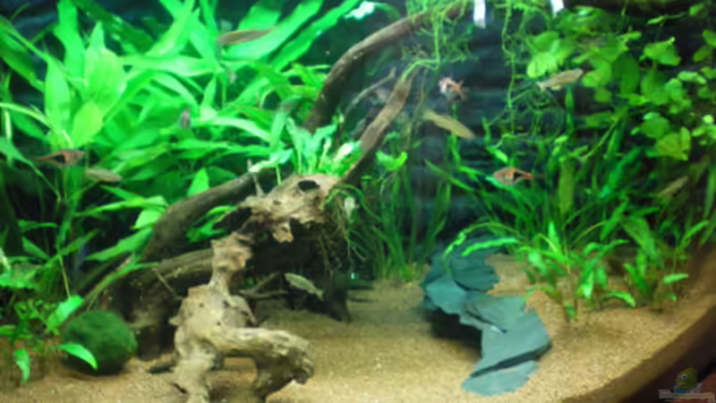 Wurzel und Terrasse im klaren Wasser ;-) von Thomas Ahrens (33)