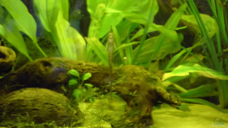 wurzel von -=Diskus-Fan=- (9)