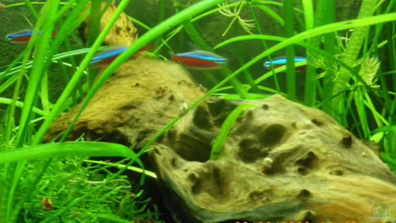 Wurzel von Annika (4)