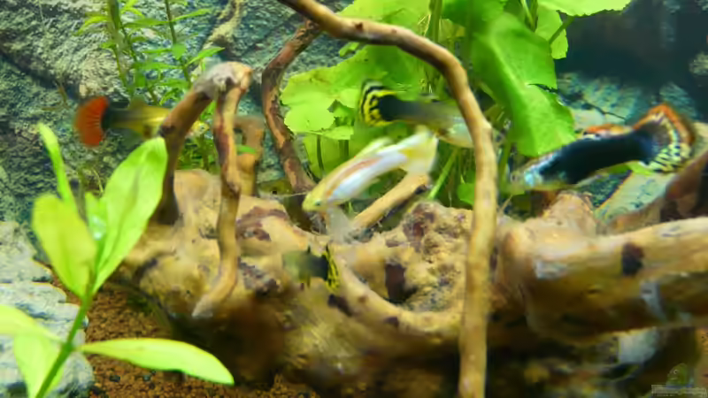 Wurzel von ATinUN (6)