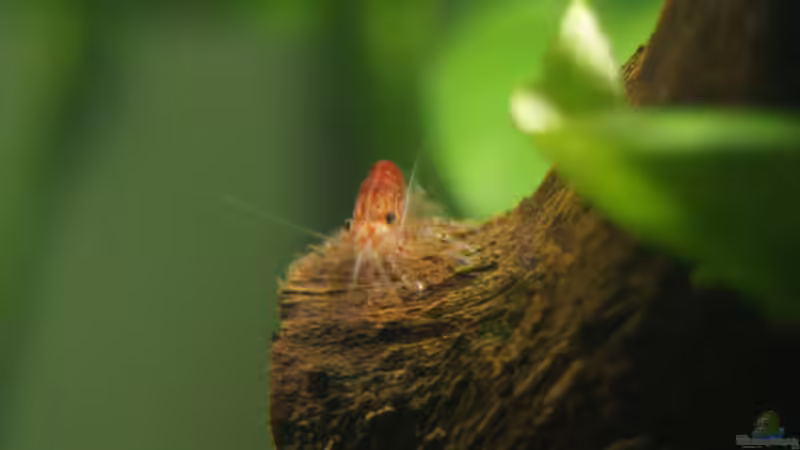 Wurzel von Bartey (16)