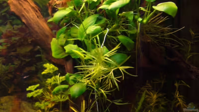 Wurzel von Birgit S. (3)