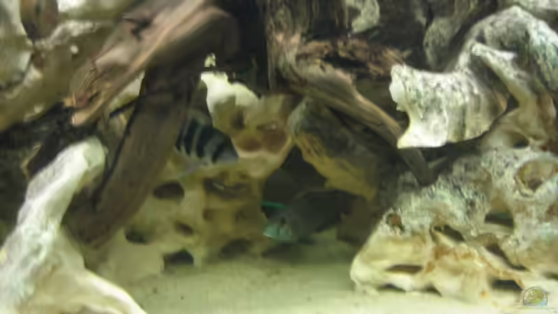 Wurzel von Bjoern Spiegelhoff (6)