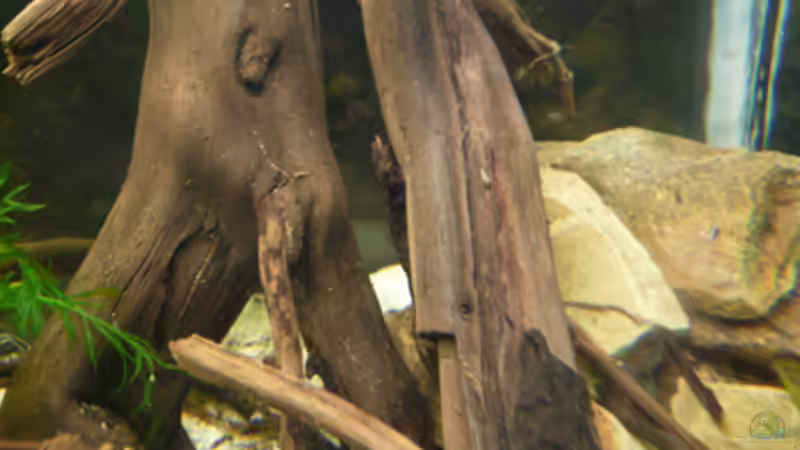 Wurzel von Cichlid Power (29)