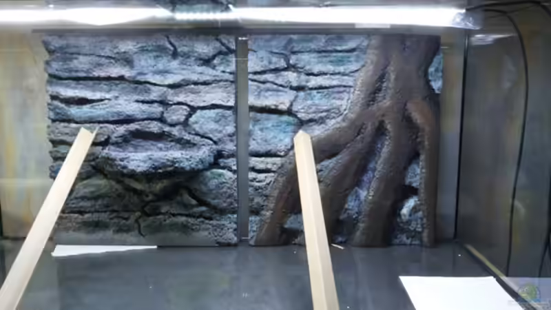 Wurzel von Copplepot Lord (21)