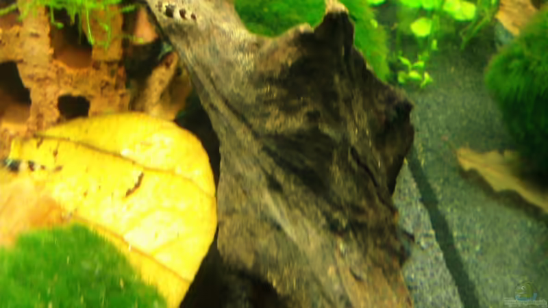 Wurzel von Crissy (10)